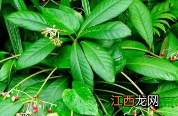 矮紫金牛 矮紫金牛和紫金牛区别