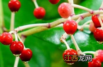 矮紫金牛 矮紫金牛和紫金牛区别