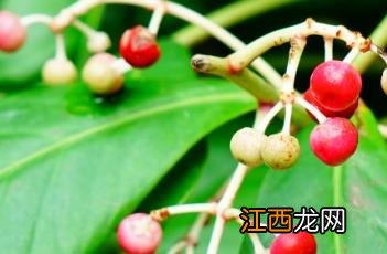 矮紫金牛 矮紫金牛和紫金牛区别