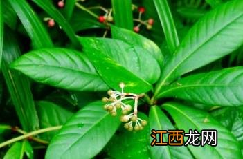 矮紫金牛 矮紫金牛和紫金牛区别