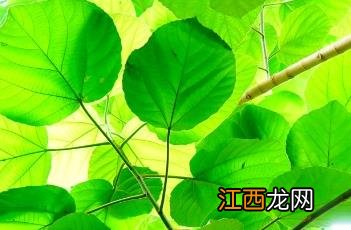 大果榕 大果榕和无花果的区别