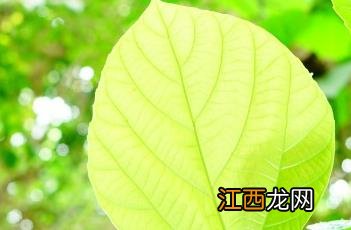 大果榕 大果榕和无花果的区别