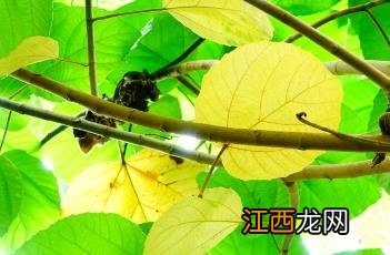 大果榕 大果榕和无花果的区别