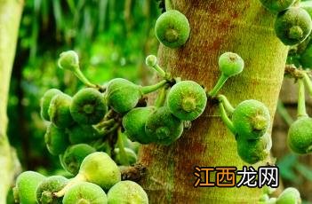 大果榕 大果榕和无花果的区别