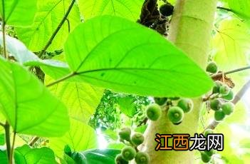 大果榕 大果榕和无花果的区别