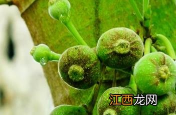 大果榕 大果榕和无花果的区别