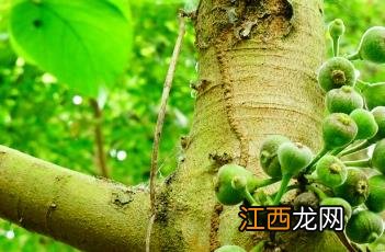 大果榕 大果榕和无花果的区别