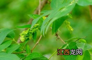 雪柳的寓意和象征 雪柳