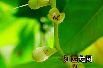 梭果玉蕊果实能不能吃 梭果玉蕊