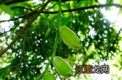 梭果玉蕊果实能不能吃 梭果玉蕊