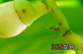 梭果玉蕊果实能不能吃 梭果玉蕊