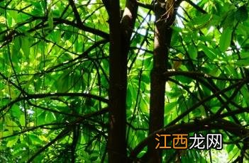 梭果玉蕊果实能不能吃 梭果玉蕊