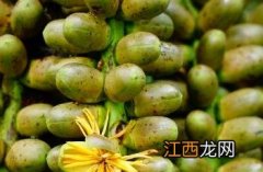 砂糖椰子 砂糖椰子有毒吗