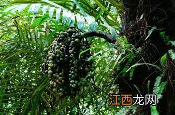 砂糖椰子 砂糖椰子有毒吗