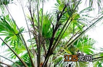 裂叶蒲葵 裂叶蒲葵 Livistona decora