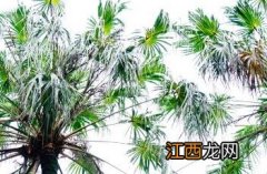 裂叶蒲葵 裂叶蒲葵 Livistona decora