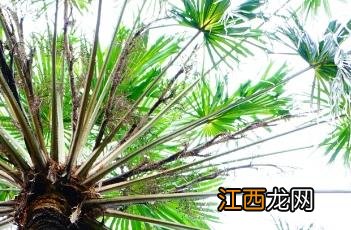 裂叶蒲葵 裂叶蒲葵 Livistona decora