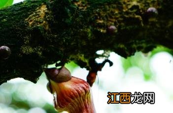 十字架树的果实 十字架树