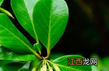 蜡烛果实是自然系吗 蜡烛果