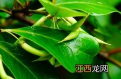 蜡烛果实是自然系吗 蜡烛果