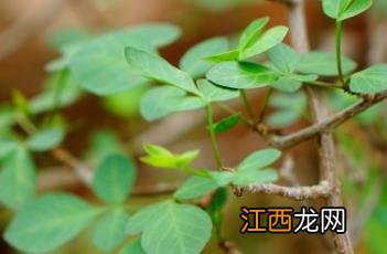 芬芳橄榄一开始是红色的嘛? 芬芳橄榄