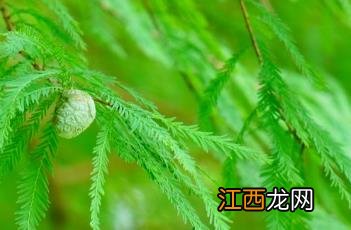 落羽杉 落羽杉为什么叫落羽杉