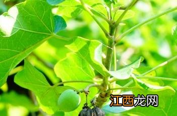 麻疯树生物柴油的弊端 麻疯树