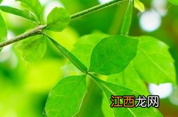 蜡烛树 蜡烛树果实能吃吗