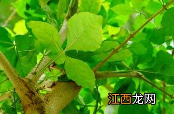 蜡烛树 蜡烛树果实能吃吗