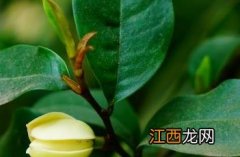 含笑花 含笑花的养殖方法和注意事项