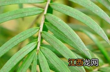 铁坚油杉 铁坚油杉是几级保护植物