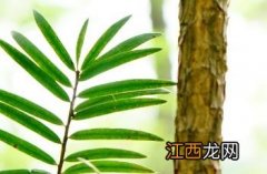 铁坚油杉 铁坚油杉是几级保护植物