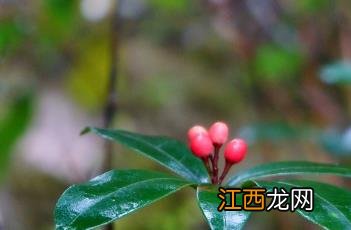 茵芋 茵芋的功效与作用