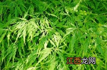 羽毛槭 羽毛槭的图片
