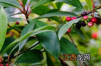 东方紫金牛 东方紫金牛有种植价值吗?