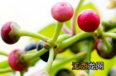 东方紫金牛 东方紫金牛有种植价值吗?