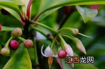 东方紫金牛 东方紫金牛有种植价值吗?