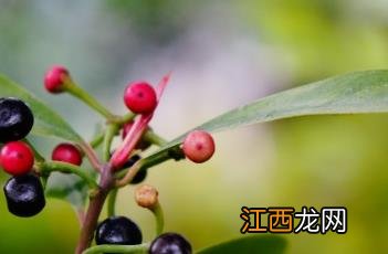 东方紫金牛 东方紫金牛有种植价值吗?