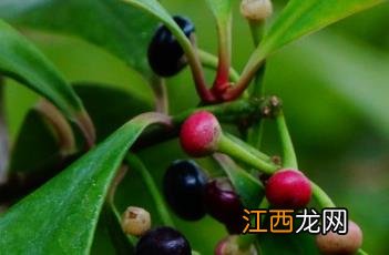 东方紫金牛 东方紫金牛有种植价值吗?