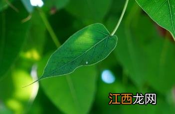 菩提树 菩提树的养殖方法和注意事项