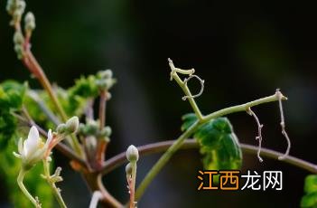 辣木籽的功效与作用及食用方法 辣木