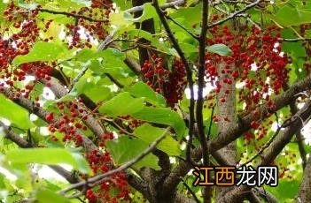 山桐子 山桐子树图片