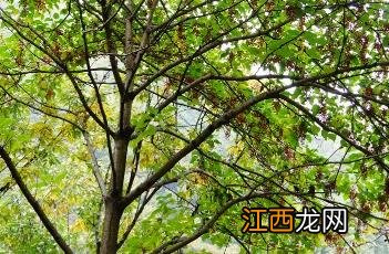 山桐子 山桐子树图片