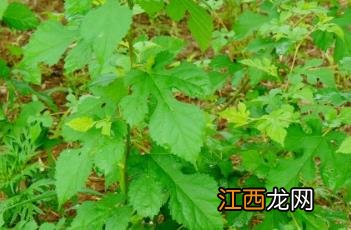 鸡桑 鸡桑叶的功效和作用