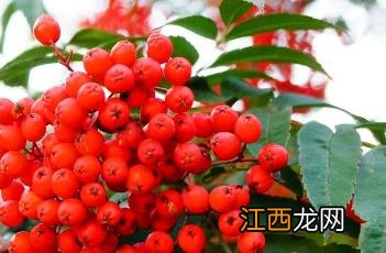 花楸树 花楸树图片