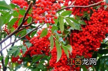 花楸树 花楸树图片