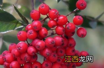 花楸树 花楸树图片