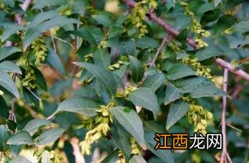 雪柳 雪柳干枝开过花就报废了吗