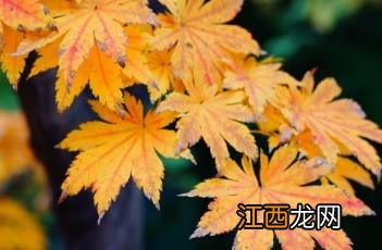 紫花槭 紫花槭枫树