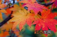 紫花槭 紫花槭枫树